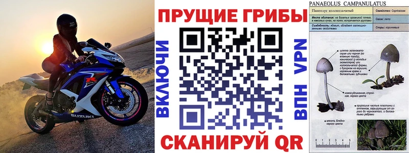 купить закладку  Щёкино  Псилоцибиновые грибы Psilocybine cubensis 